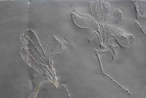 Ankauf_Bundenbach_Beispiel_03