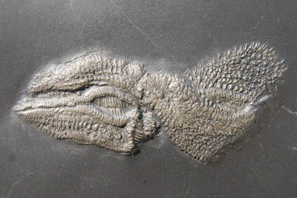 Fossilienankauf_Bundenbach_Fossilshop_Starfish