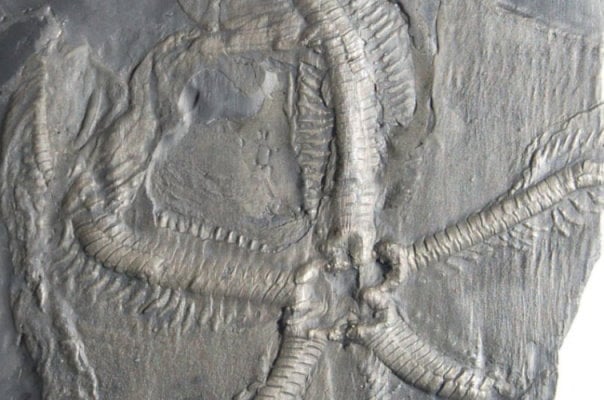 Fossiland_Bundenbach