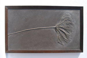 Fossilien_Kundenstimmen_01_Holzmaden_Seirocrinus