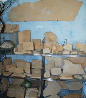 Fossilien_Kundenstimmen_02_Solnhofen_Sammlung