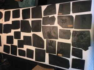 Fossilien_Kundenstimmen_05_Bundenbach_Sammlung