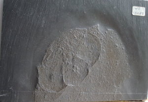 Fossilien_Kundenstimmen_07_Bundenbach_Gemuendina