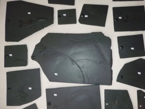 Fossilien_Kundenstimmen_09_Bundenbach_Sammlung