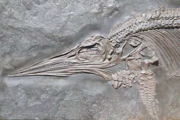 Ankauf_Holzmaden_Ichthyosaurus_Fischsaurier_1