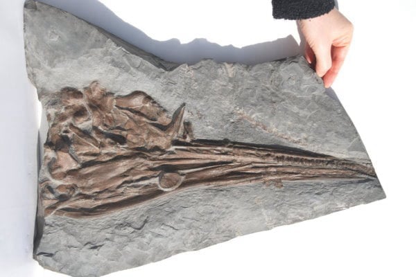 Ankauf_Holzmaden_Ichthyosaurus_Fischsaurier_3