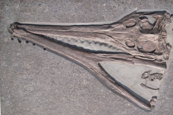 Ankauf_Holzmaden_Steneosaurus_Krokodil_4